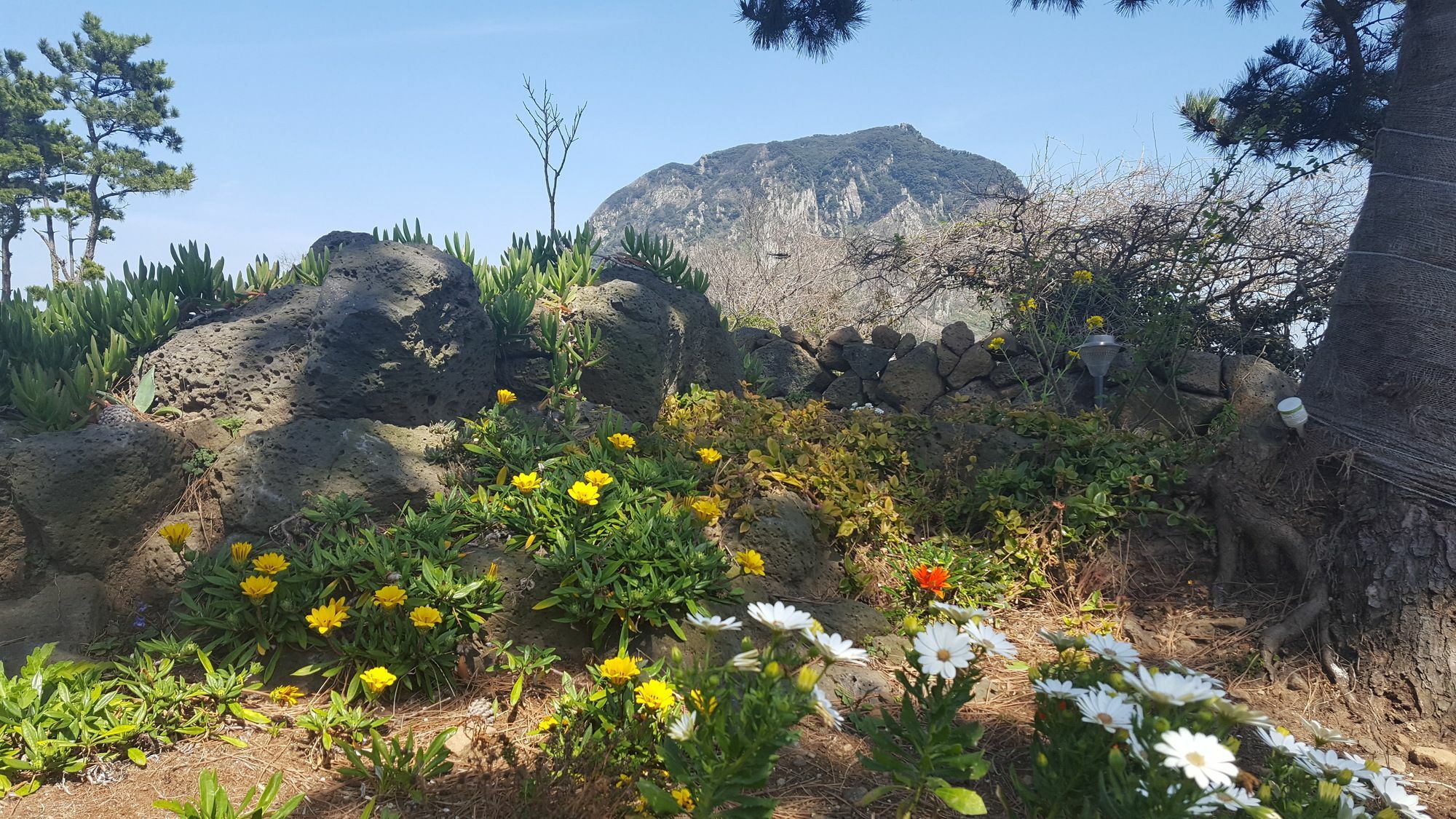 Wind Jeju Cafe & Pension Seogwipo Ngoại thất bức ảnh