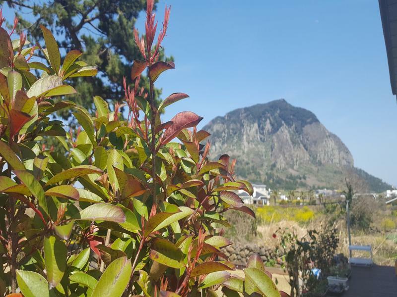 Wind Jeju Cafe & Pension Seogwipo Ngoại thất bức ảnh