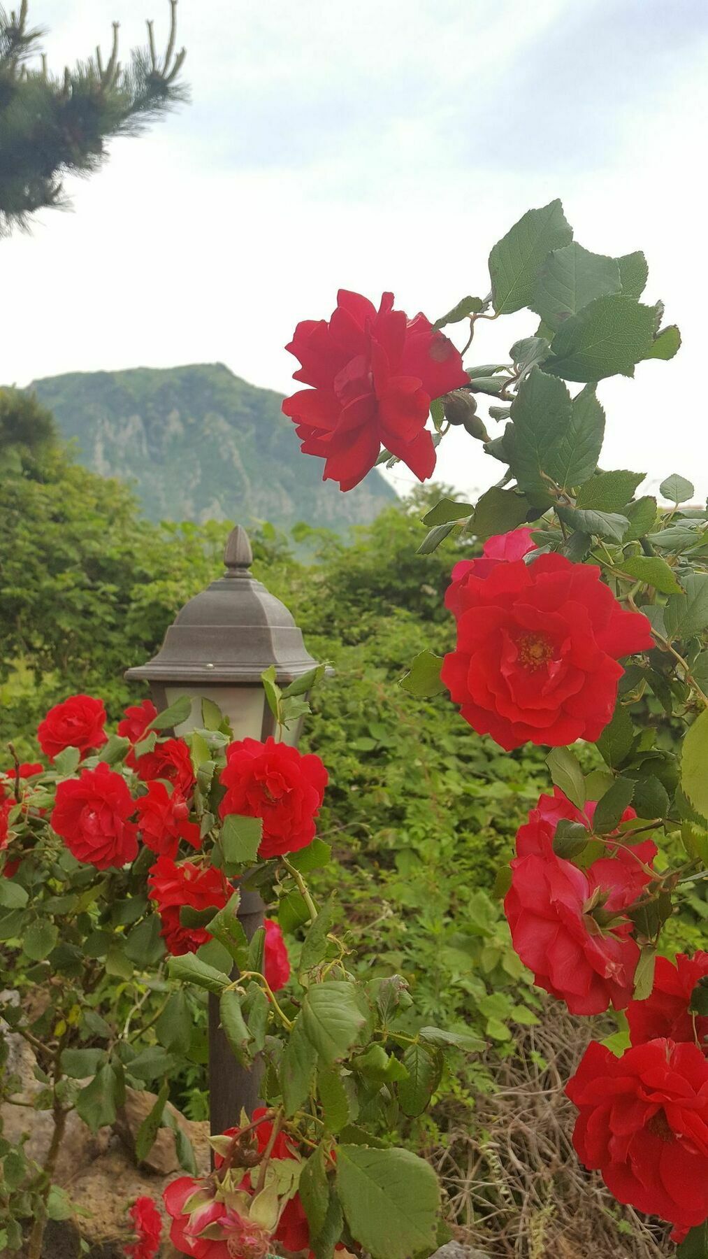 Wind Jeju Cafe & Pension Seogwipo Ngoại thất bức ảnh